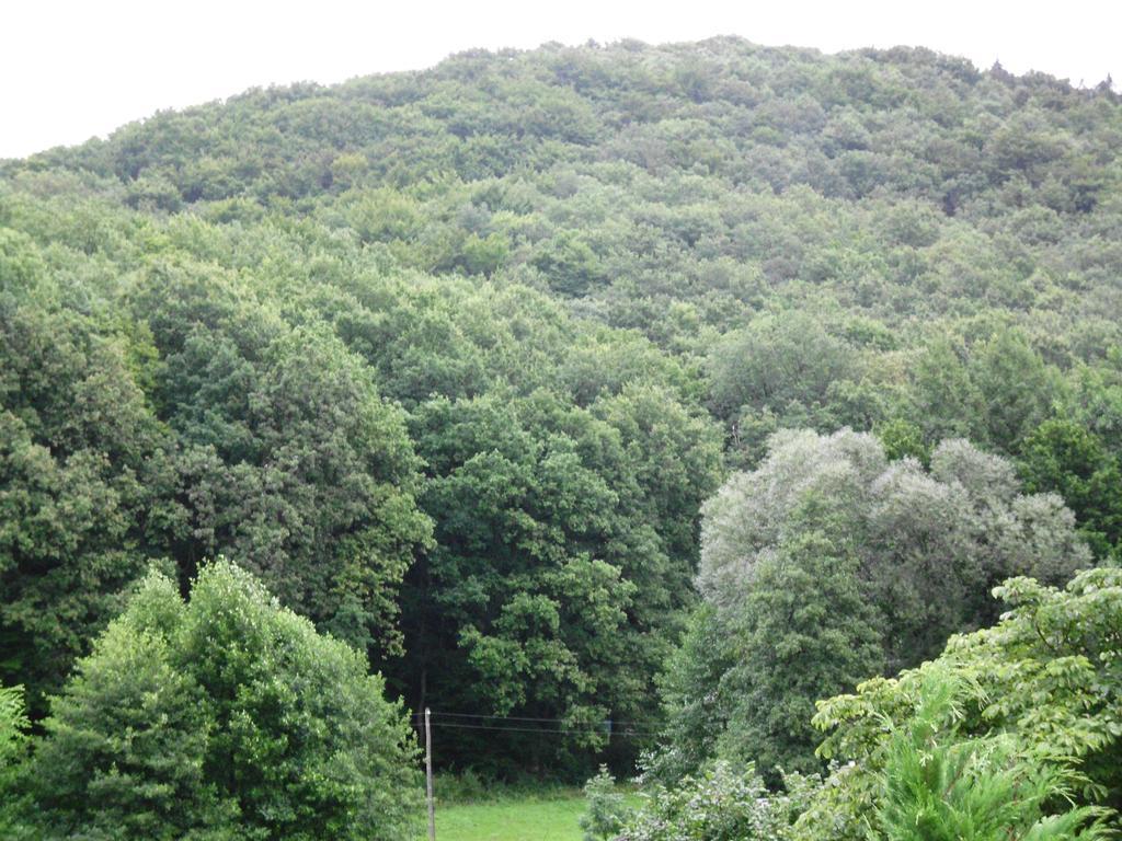 Pension Waldblick Grillenberg  Bagian luar foto